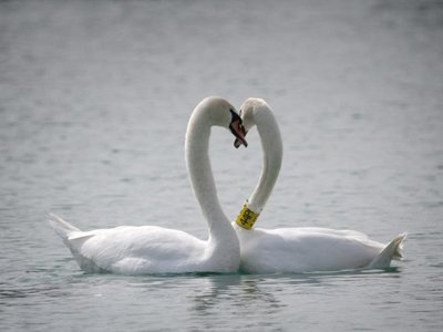 ljubav