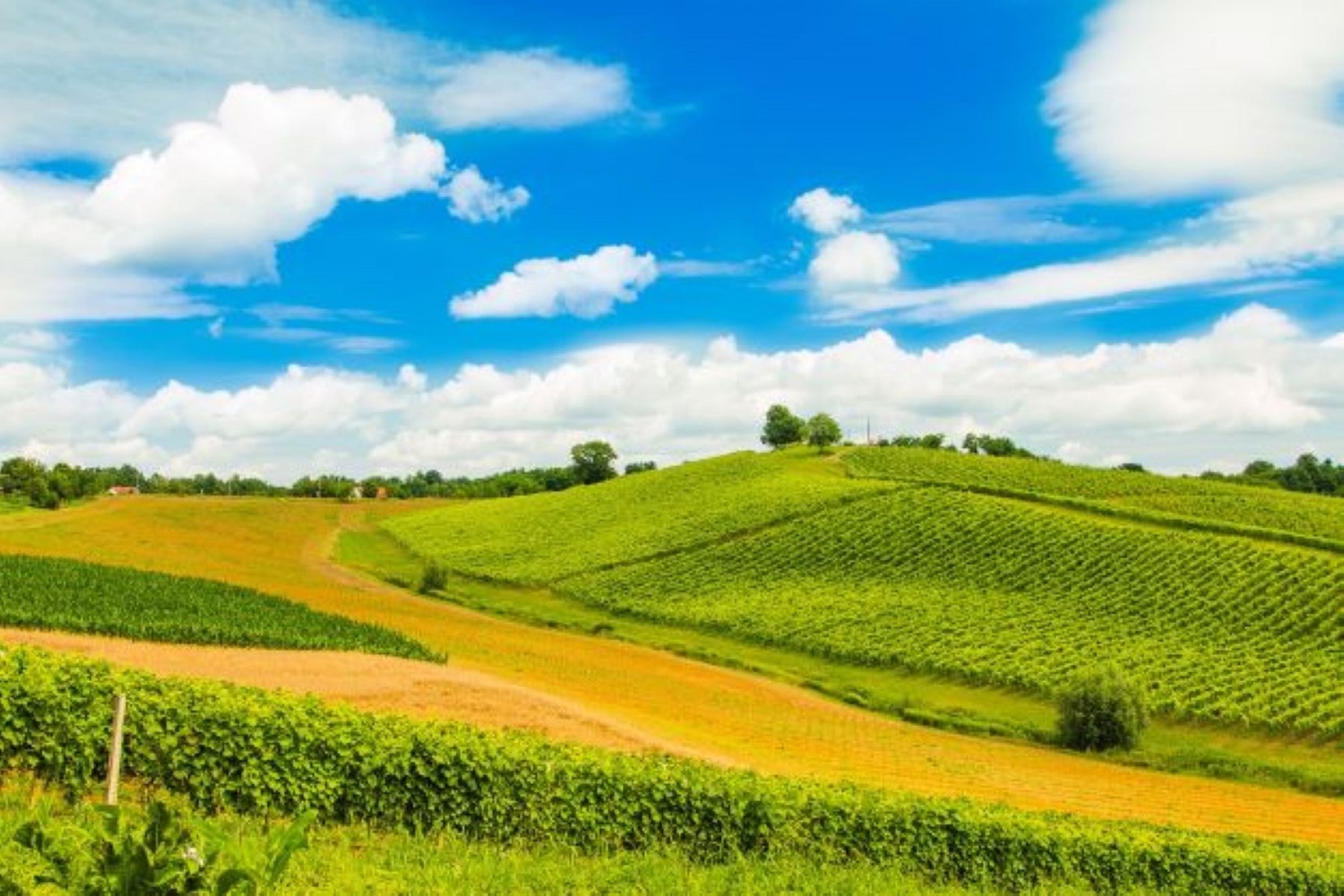 AdobeStock 218243383slavonijabaranja