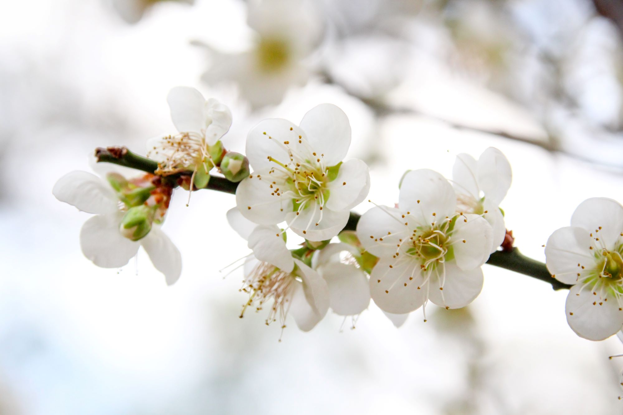 bijeli_tresnjini_cvjetovi_ricky-lk-unsplash