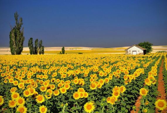 Suncokreti - polje - prekrasan svijet - planet zemlja