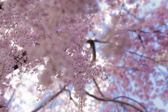 Cvijeće - planet zemlja