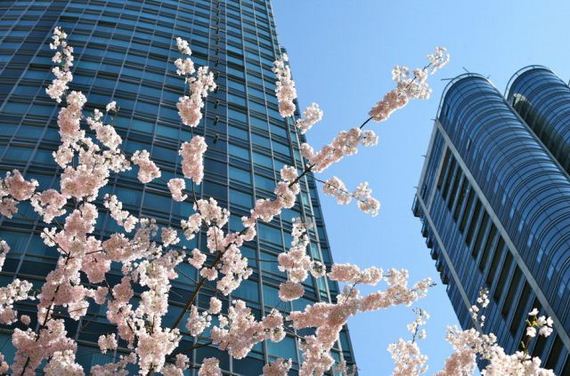 Cvijeće - planet zemlja