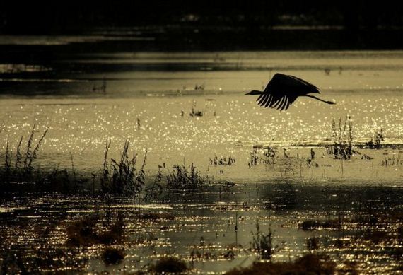 Roda i jezero - planet zemlja