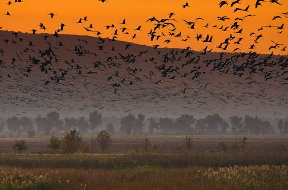 Zalazak - jato ptica