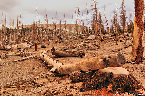 Devastirana šuma - partija